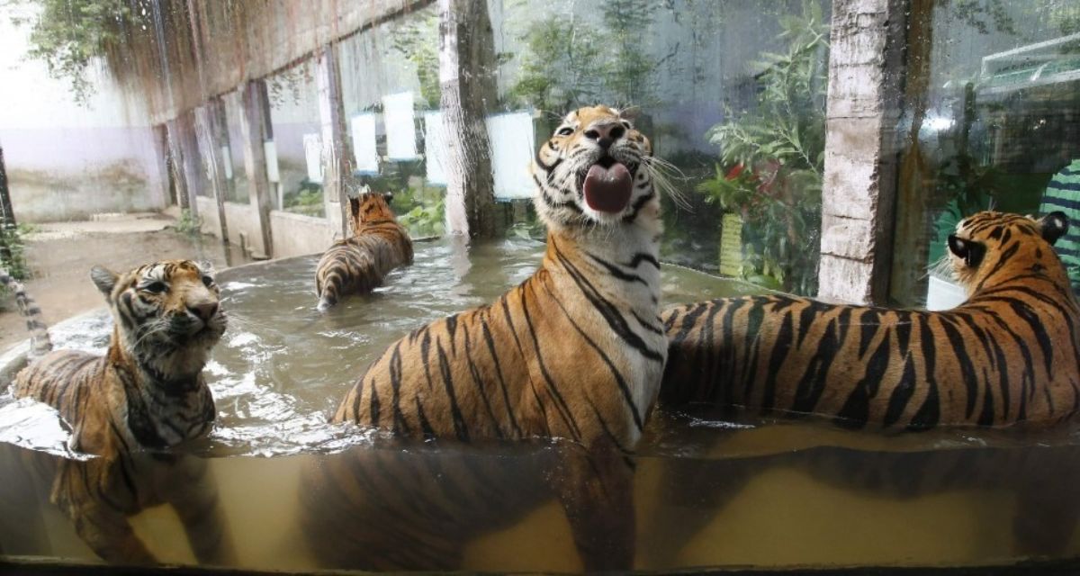 tiger licking a glass in a pond in an enclosure with 3 other tigers