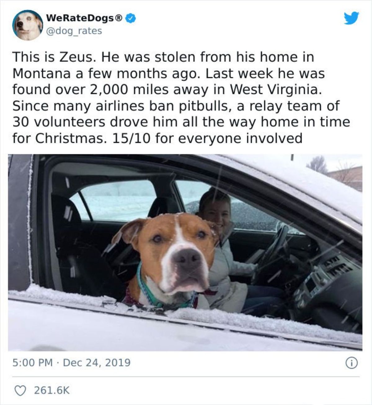 tweet of brown and white pitbull in a white car with a woman with caption saying people drove the lost dog to his home