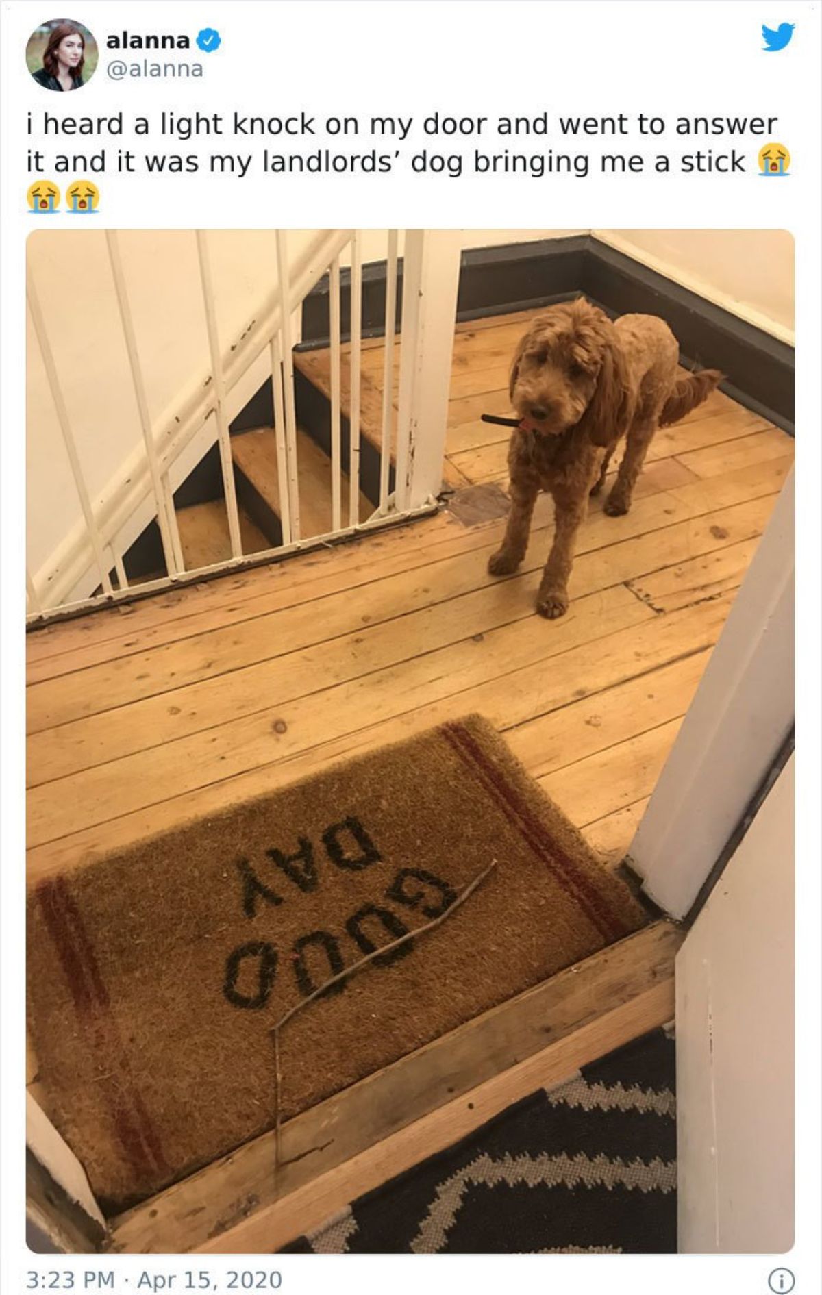 tweet with a photo of a brown poodle on a stair landing with a stick on the welcome mat