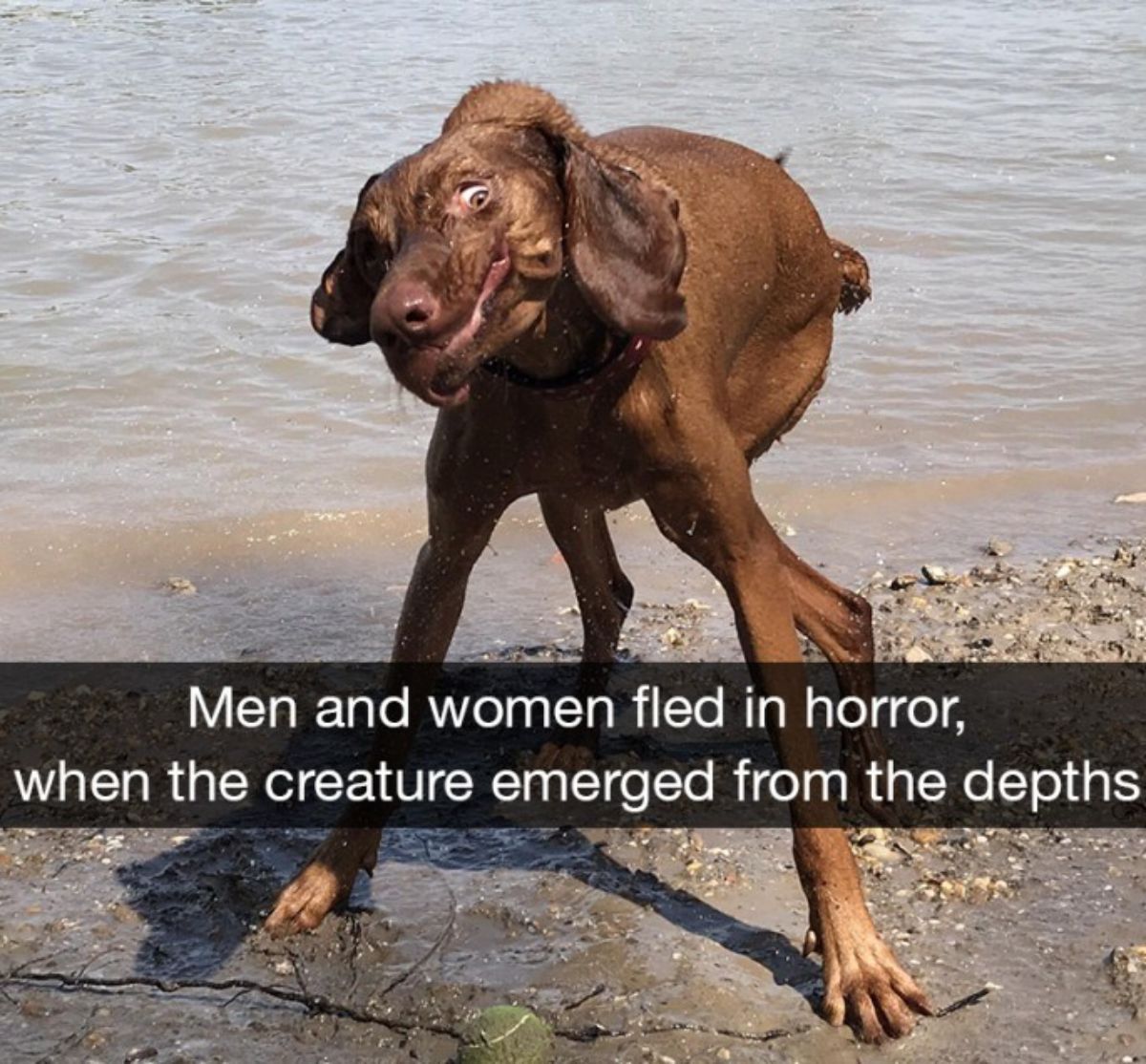 wet brown dog on a beach shaking itself off with the caption Men and women fled in terror when the creature emerged from the depths