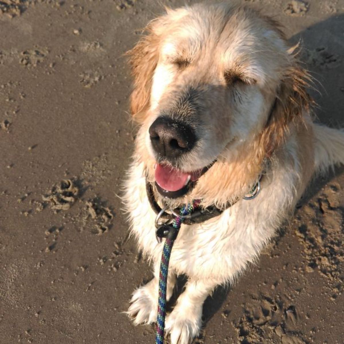 wet golden retriever sitting on sand at the beach with the eyes closed