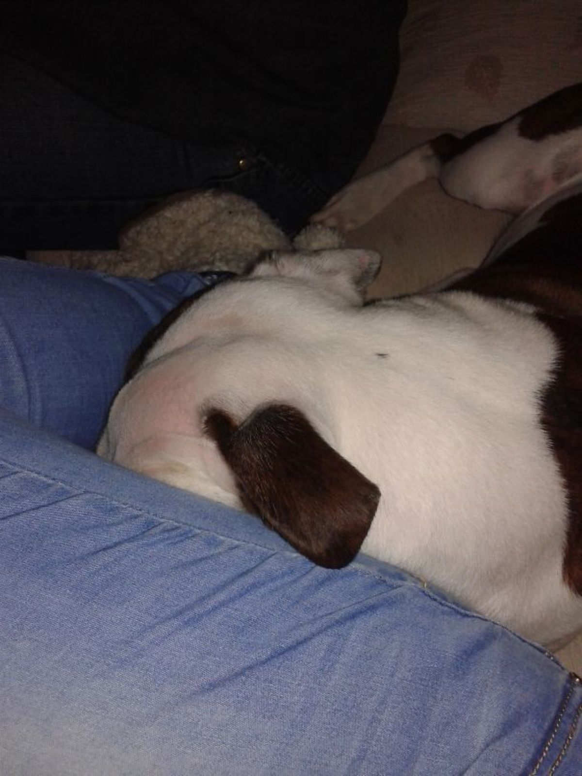 white and black dog sleeping with the face hidden under someone's knee