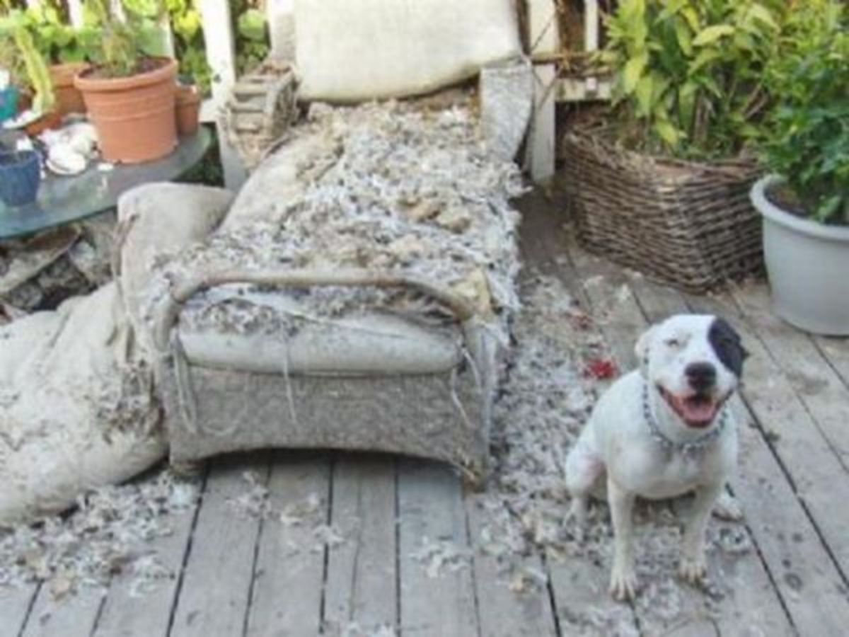 white and black dog smiling next to a ripped up white sofa