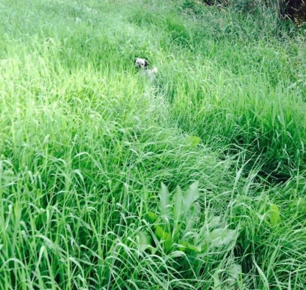 white and black dog standing in tall grass