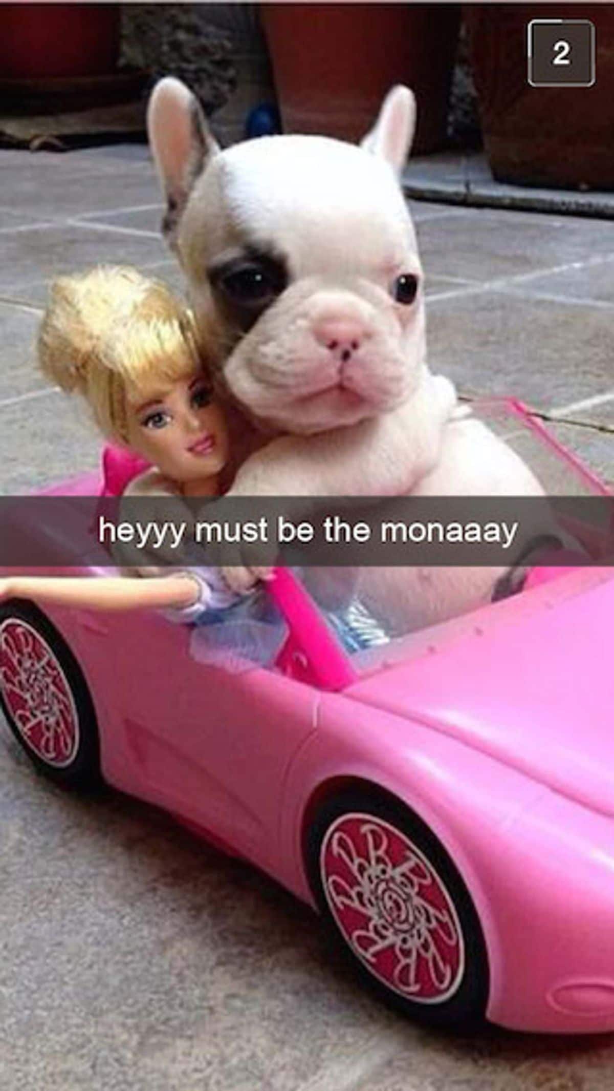 white and black puppy in a pink barbie car with a doll with the caption heyyy must be the monaaay