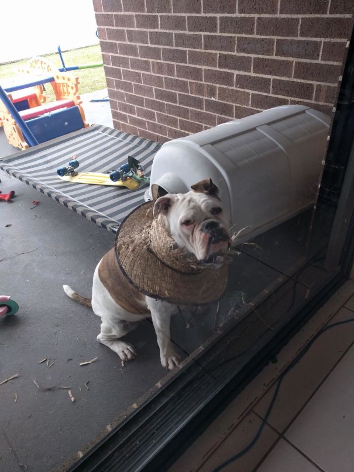white and brown bulldog sitting with the head through a straw hat