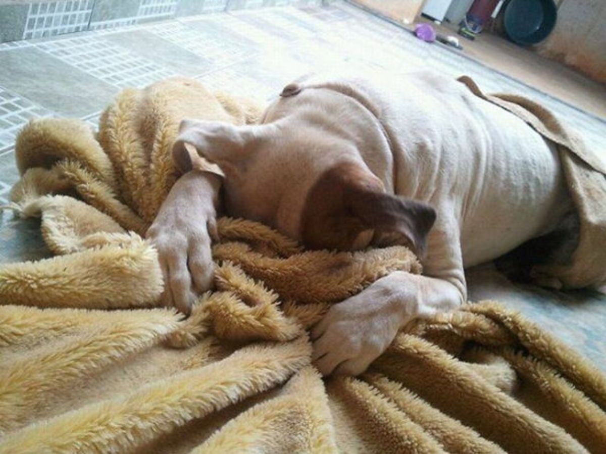 white and brown dog hiding the face in a brown blanket