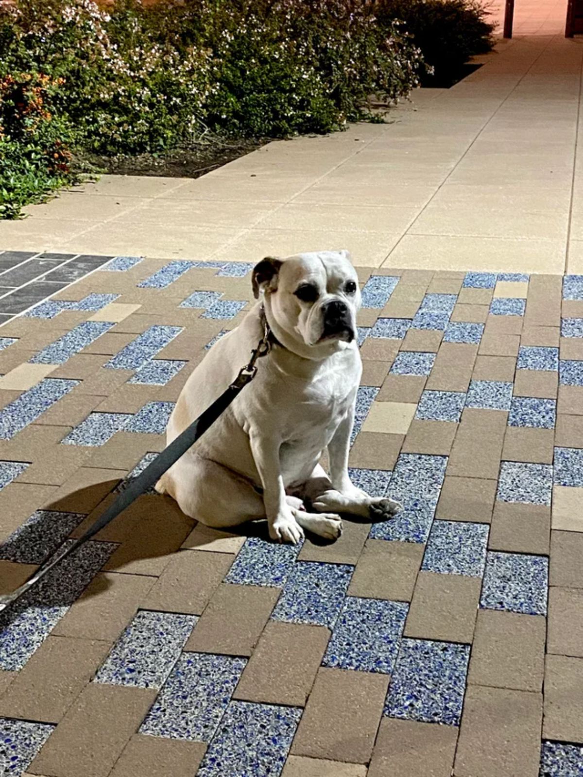 white and brown dog sitting on the tiled floor outside with a black leash looking sad
