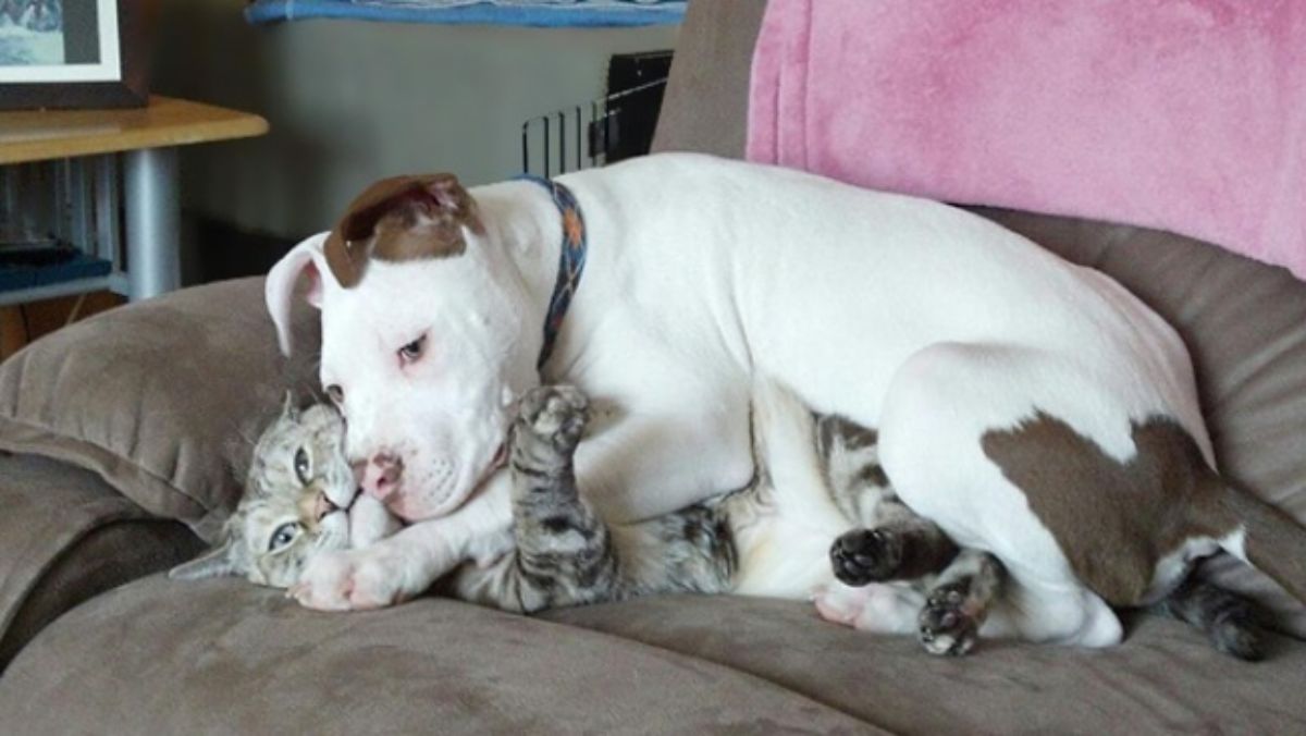 white and brown pitbull laying and cuddling an unhappy grey tabby cat on a brown sofa