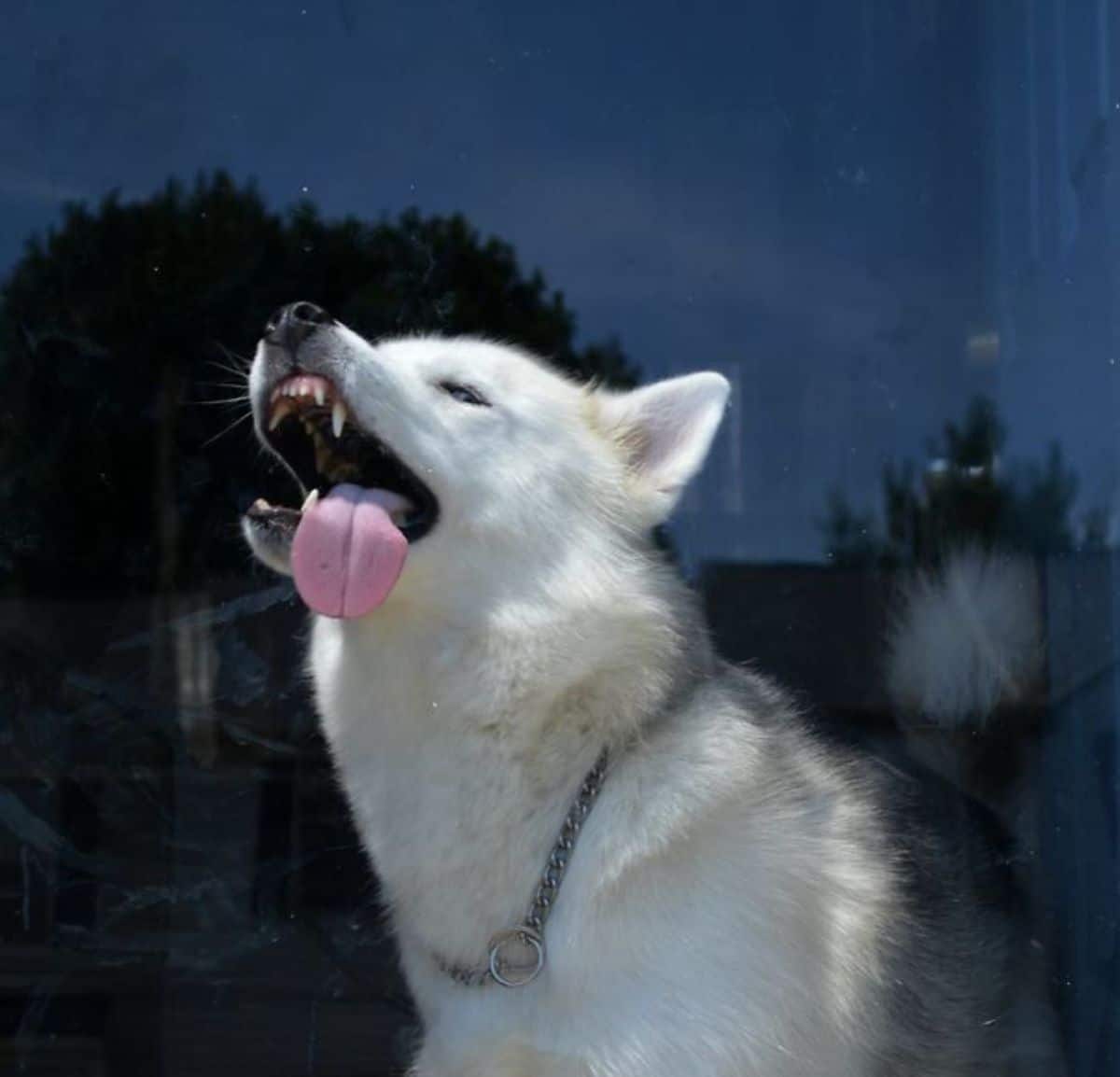 white and grey dog licking a glass while sitting sideways