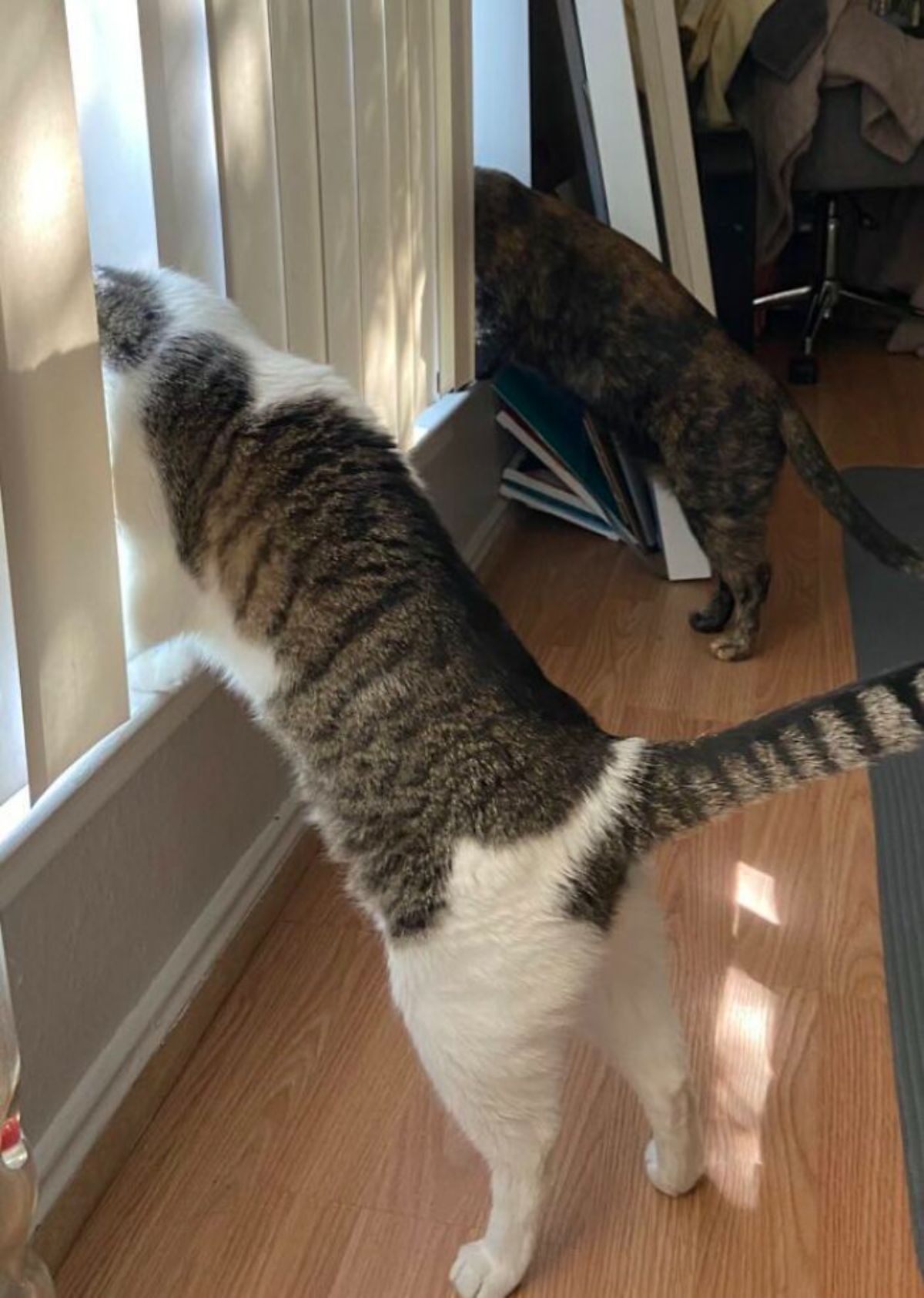 white and grey tabby cat and black and orange cat both standing on hind legs on a brown table looking out through white blinds