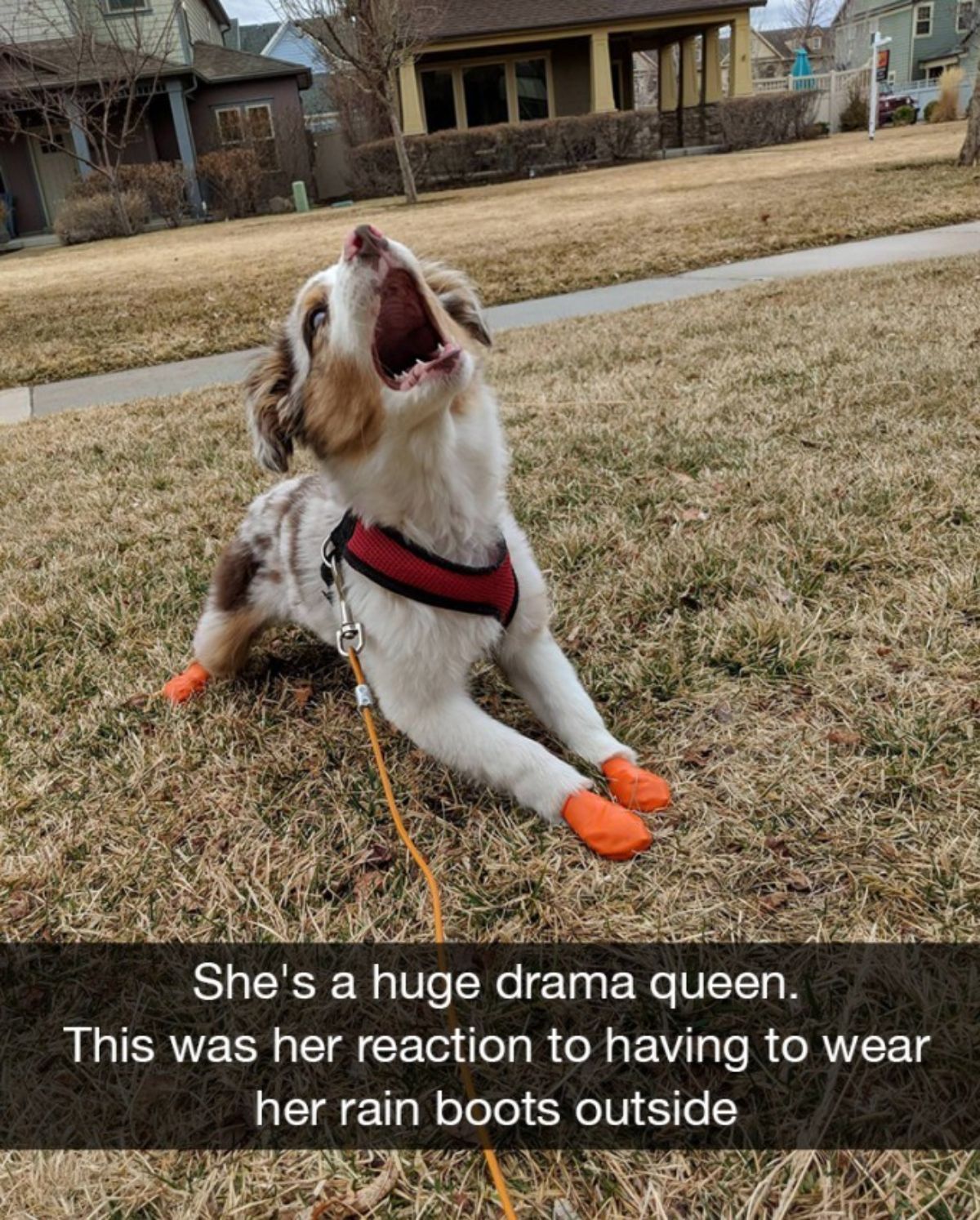 white brown and black dog laying on grass with orange socks on the paws with the caption She's a huge drama queen. This was her reaction to having to wear her rain boots