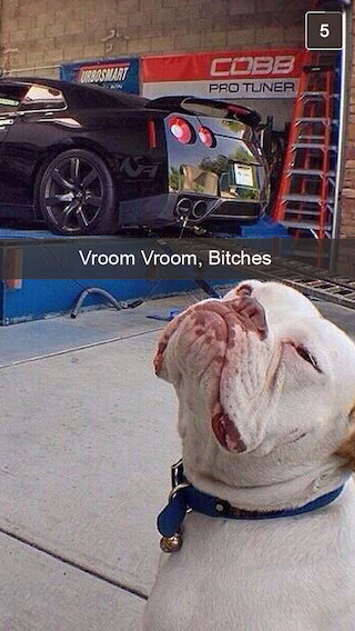 white bulldog sitting on ground looking up behind a black car in a garage with the caption Vroom Vroom, Bitches