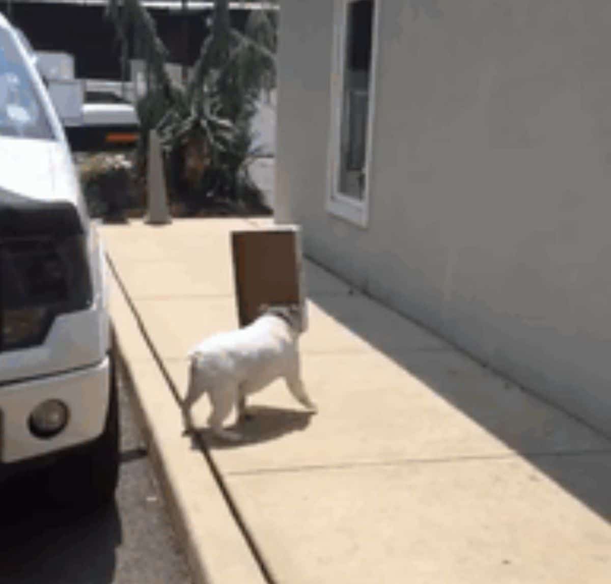 white bulldog walking with a cardboard lid in the mouth blocking the face