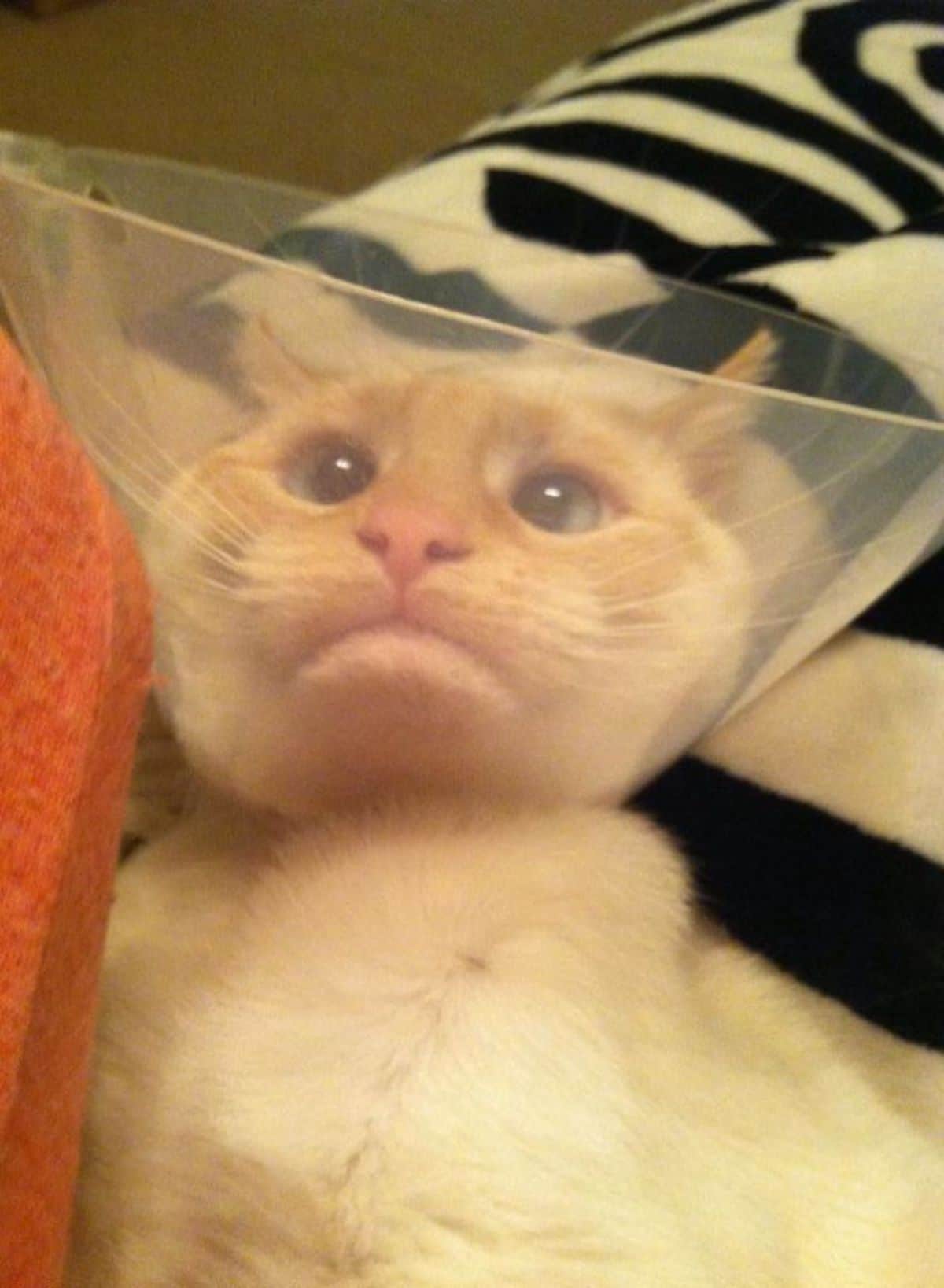 white cat laying belly up wearing a transparent cone of shame and looking cross eyed and confused