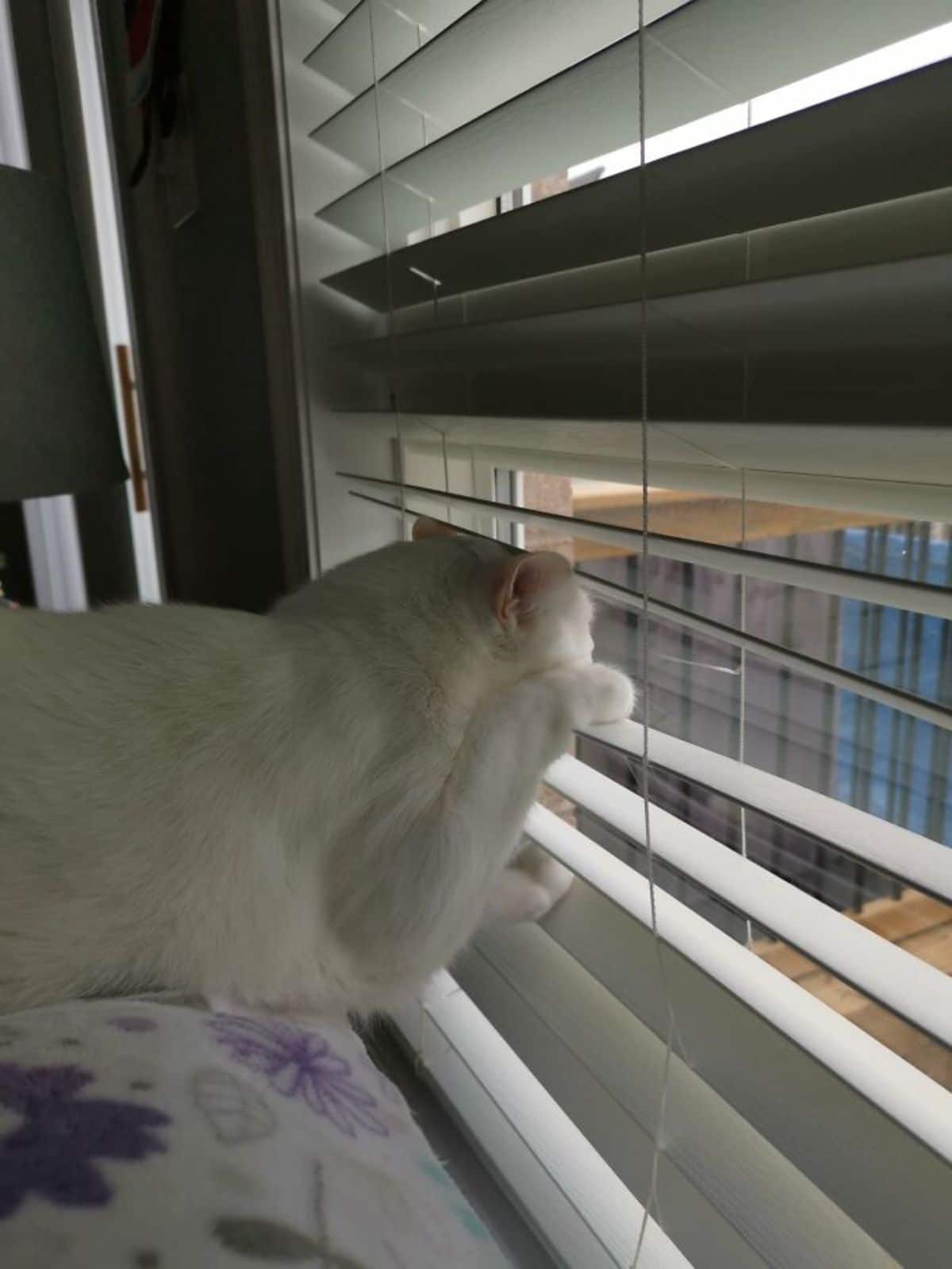 white cat parting white blinds to look out of a window