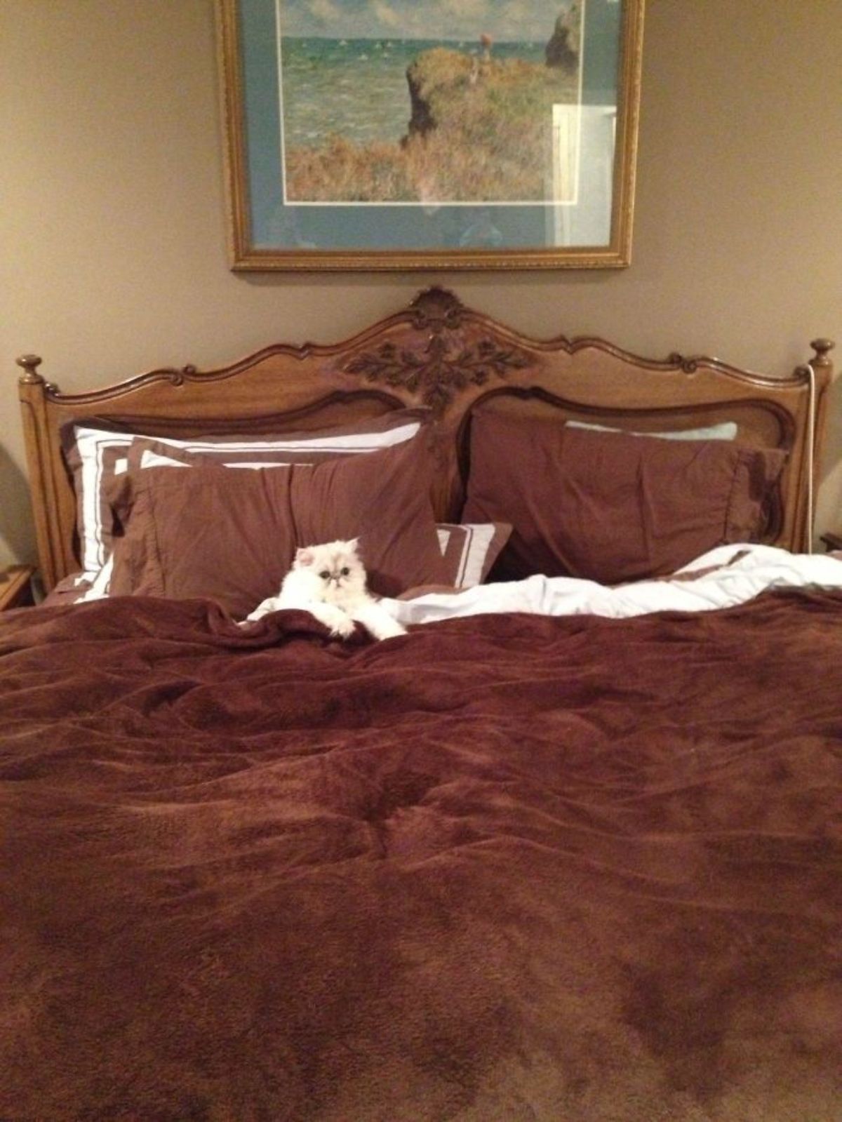 white cat tucked under a brown blabket on a brown and white bed