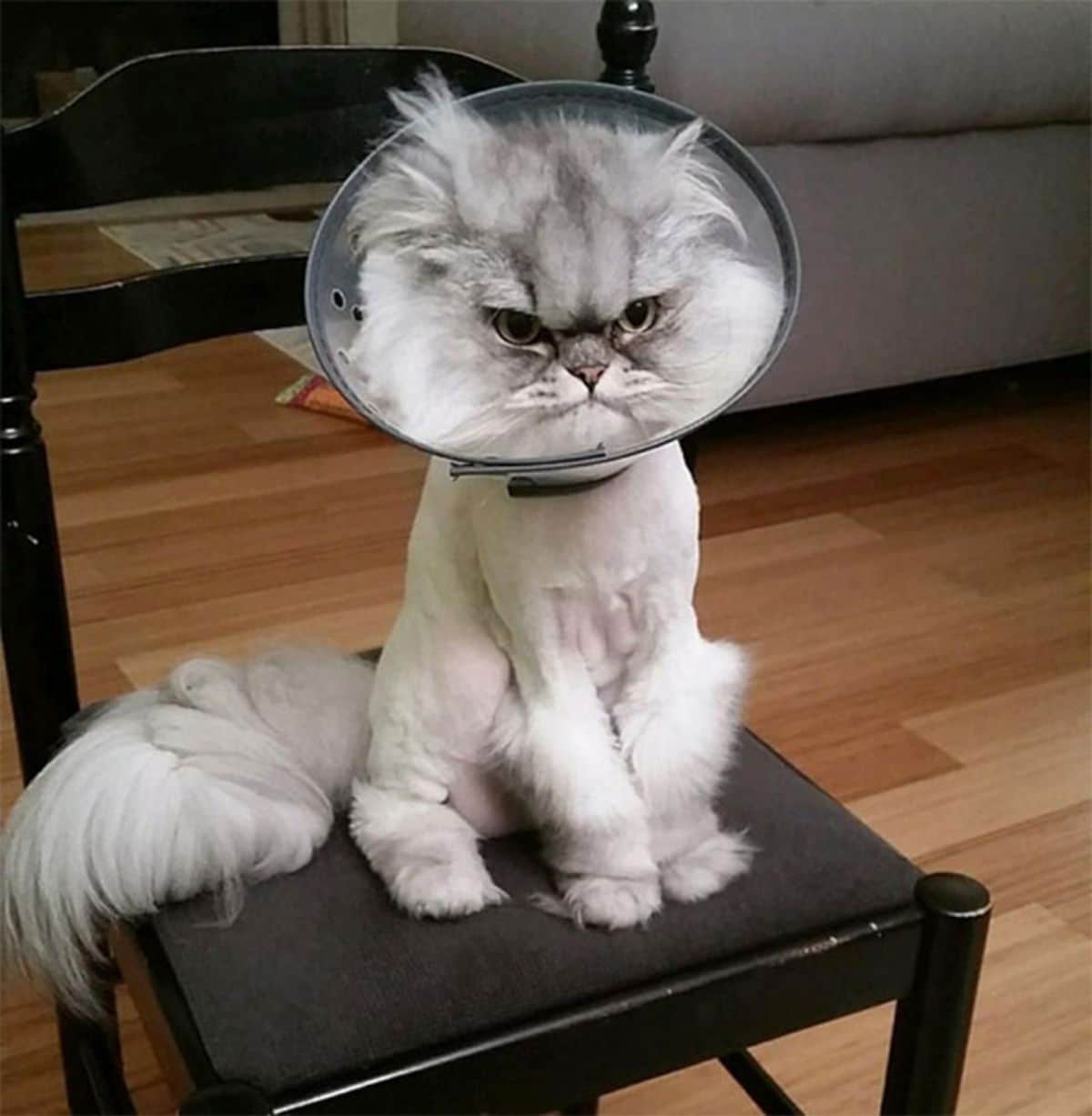 white cat with shaved body in a cone of shame looking angry