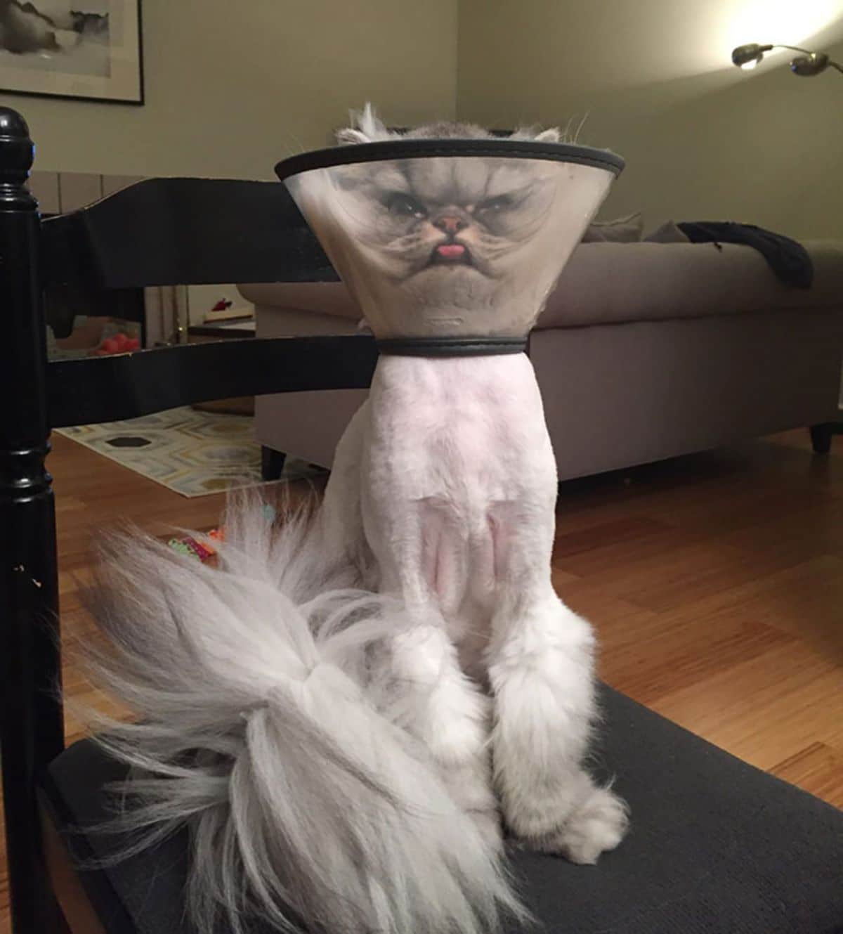white cat with shaved body wearing a transparent cone of shame with the face smushed against the edge