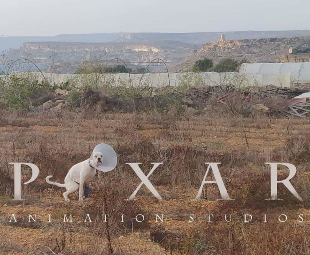 white dog in a field with a cone of shame on posed as the I in a PIXAR sign