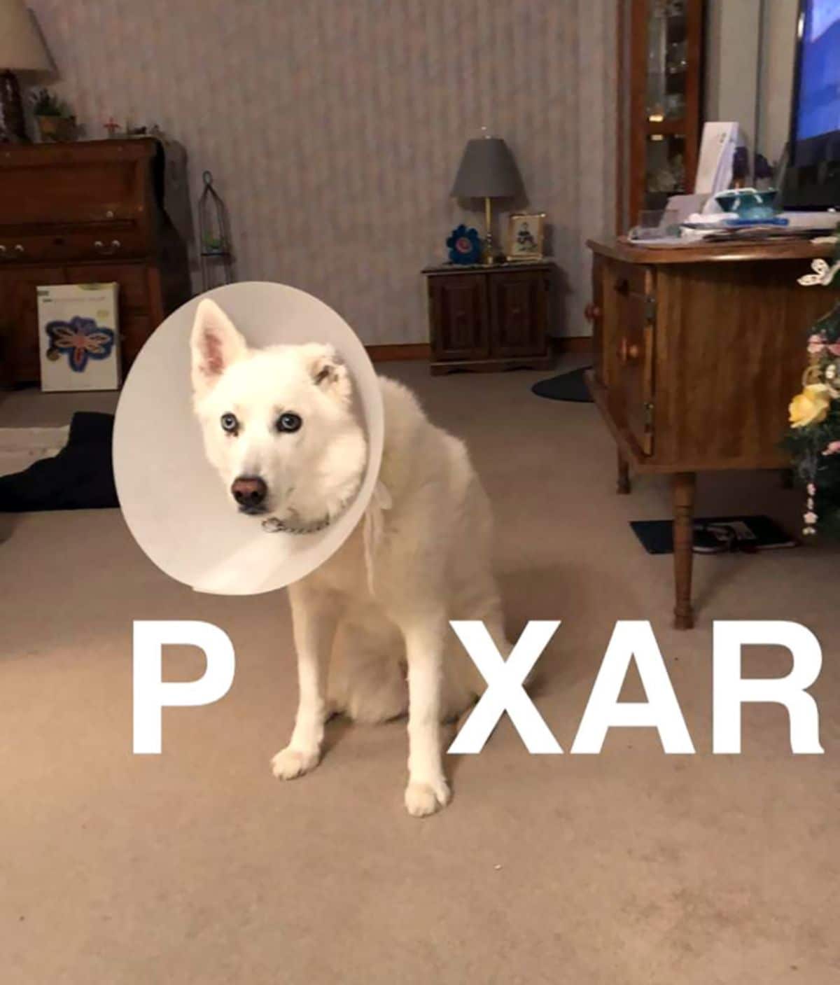 white dog in a white cone of shame with the dog standing in as a PIXAR sign