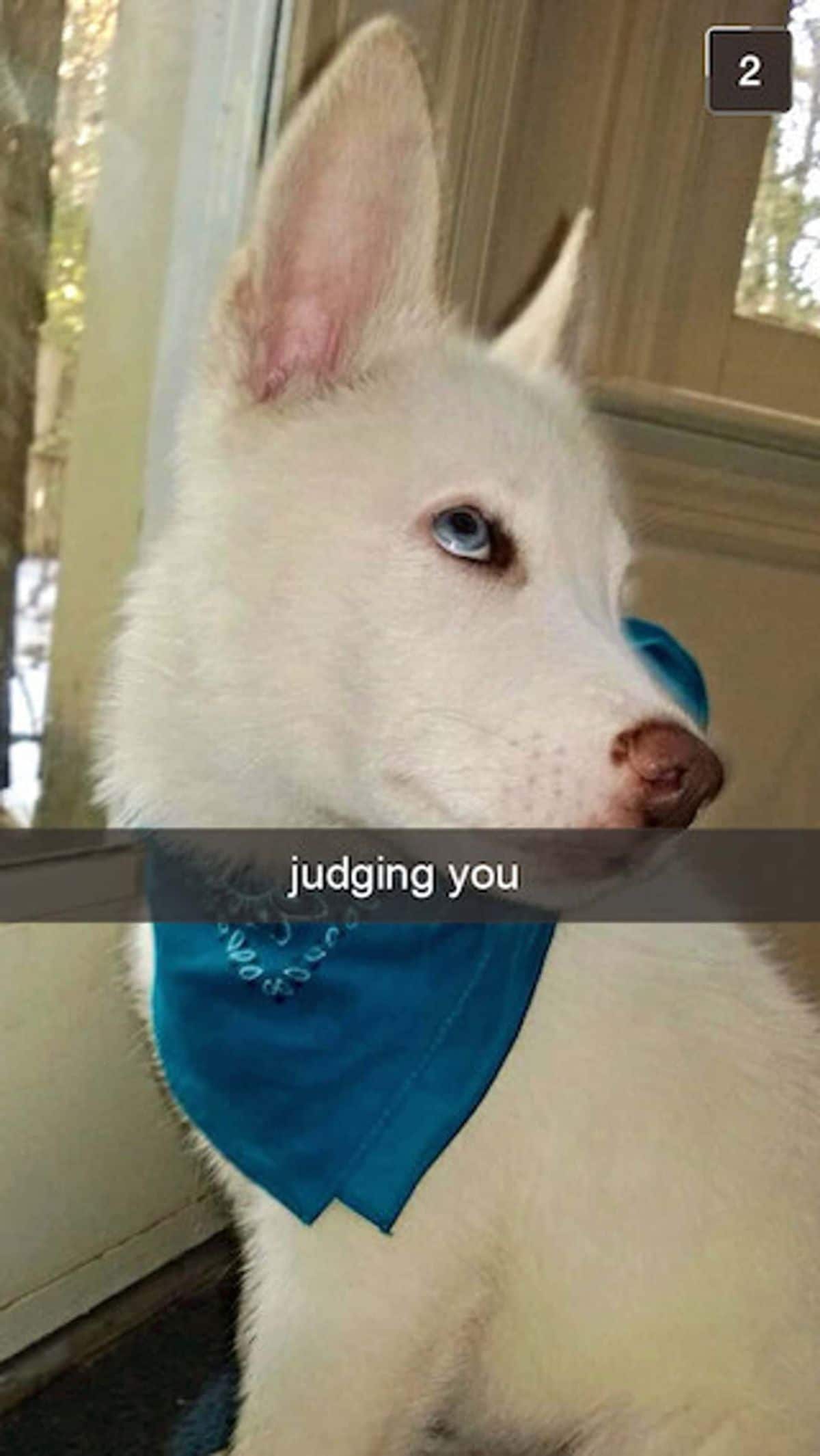 white dog in blue bandana looking up with the caption judging you