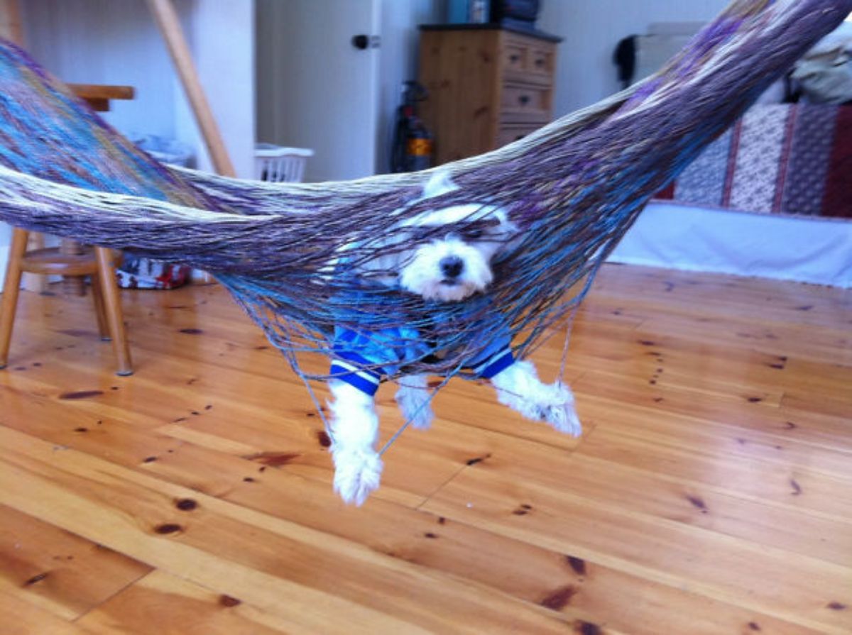 white dog in blue jersey entangled in a net hammock