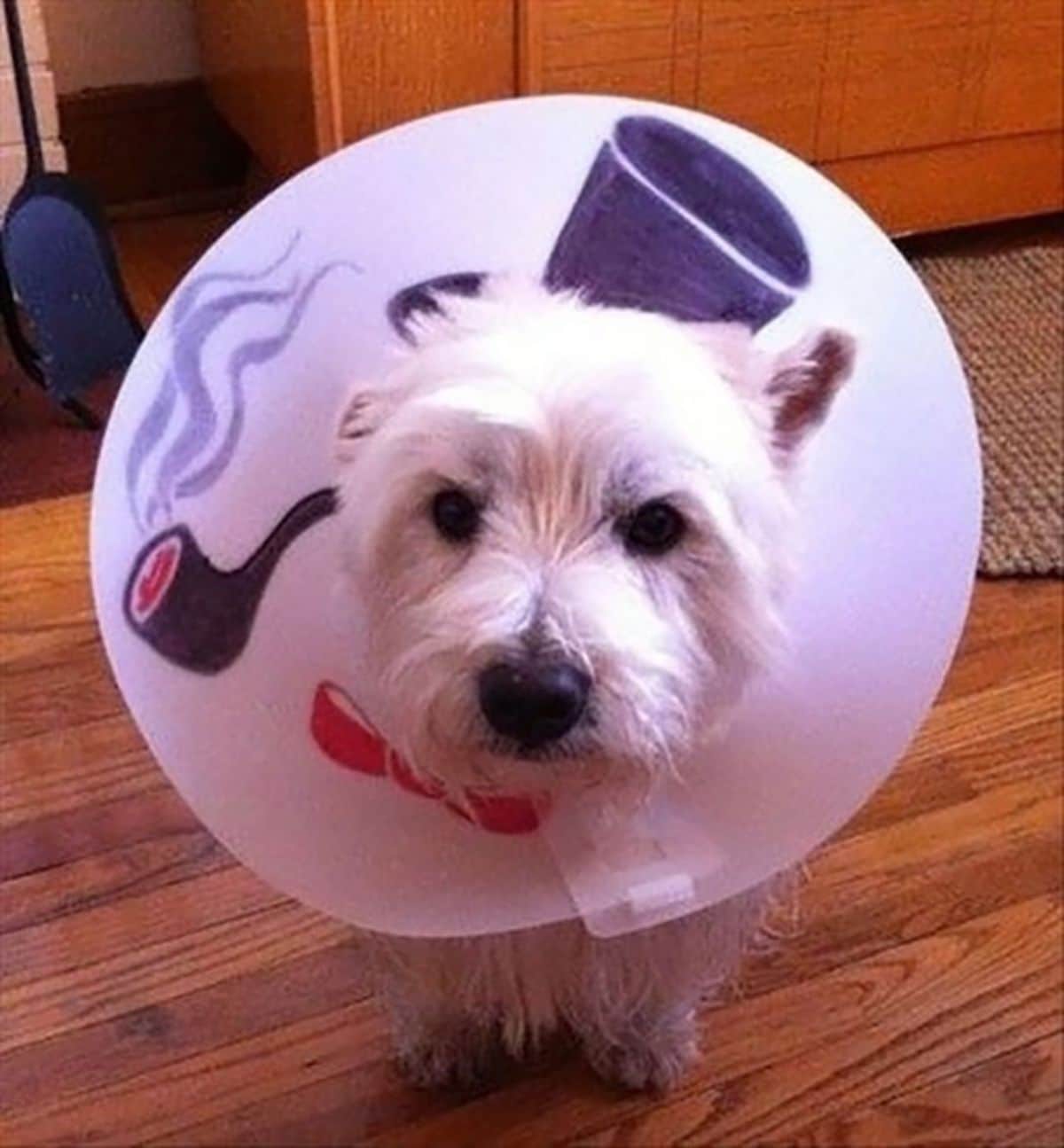 white dog in white cone of shame with a top hat, a tobacco pipe and a red bow tie painted on the inside