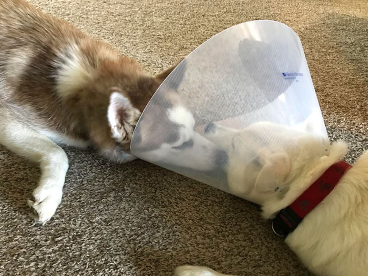 white dog laying on floor wearing plastic cone of shame with brown and white husky laying on the floor with the nose against the other dog's face