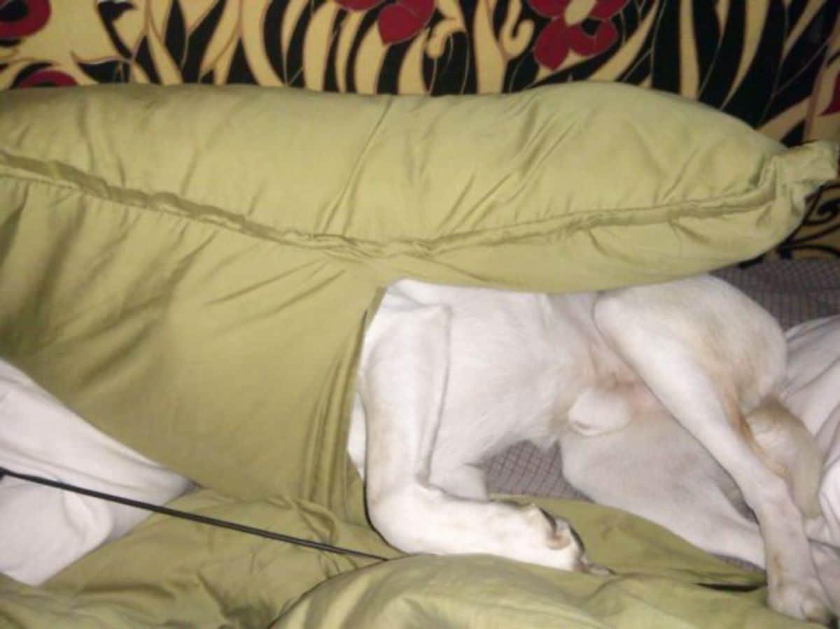 white dog laying on green bed and sticking the top half of the body into a green pillow case