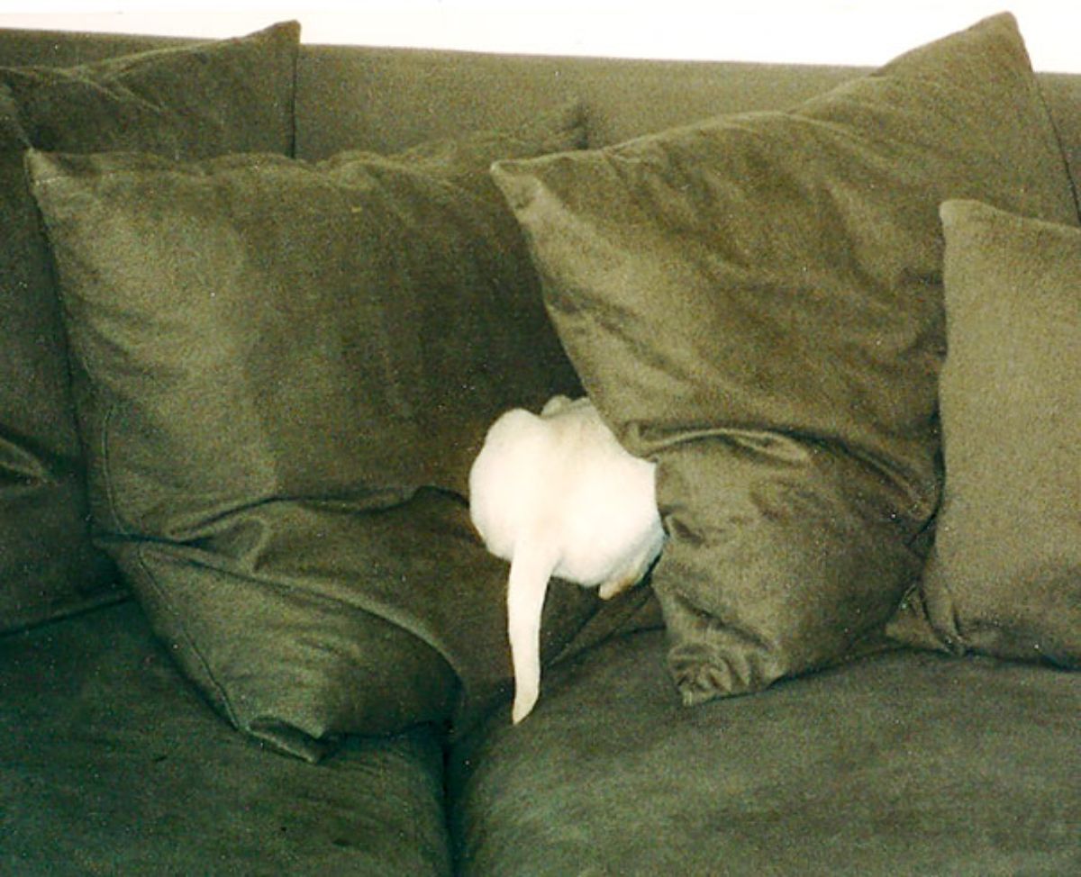 white dog on a green sofa with only the back half of the body showing