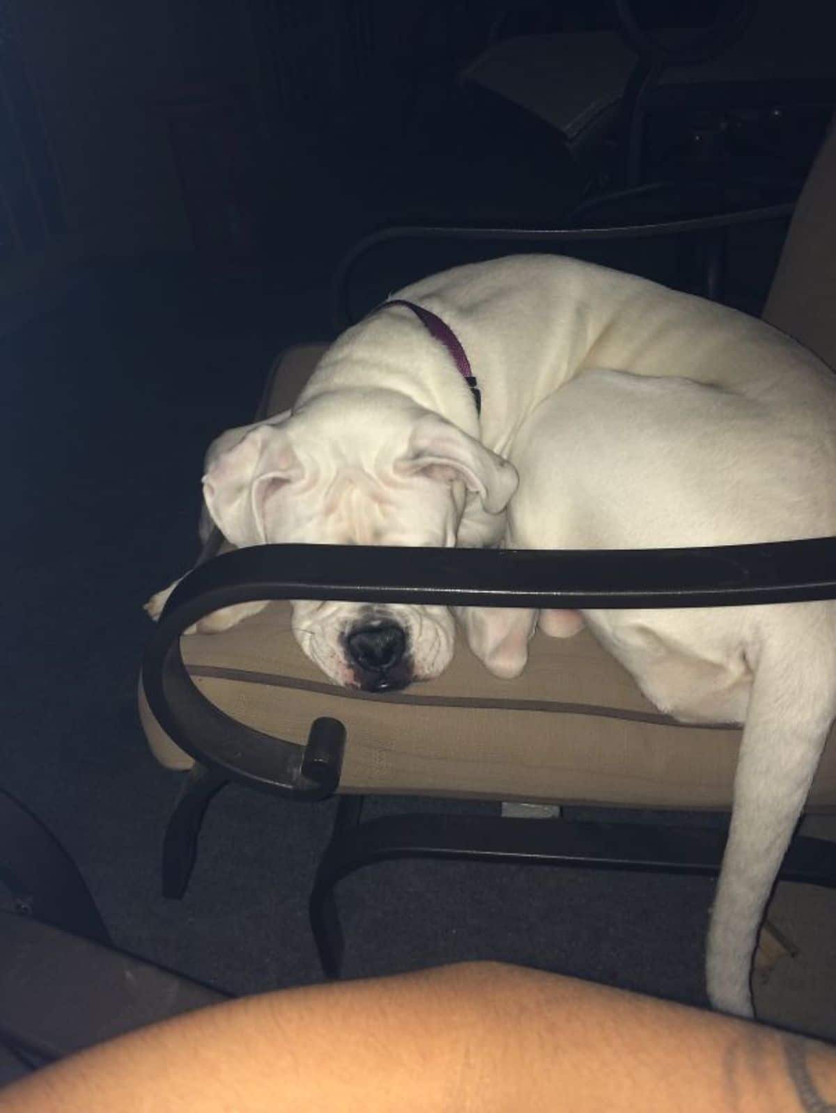 white dog sitting on brown chair with the armrest covering the eyes