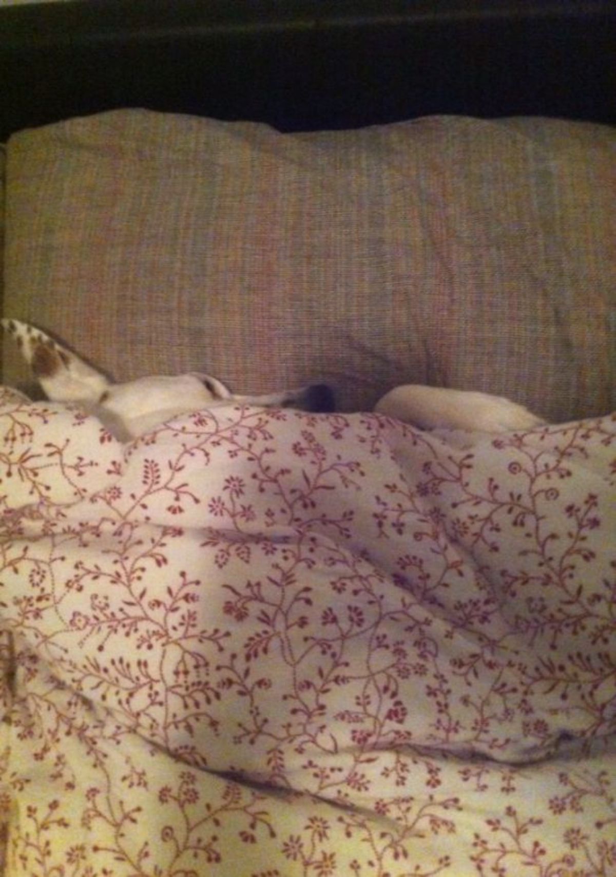 white dog sleeping on a brown sofa under a white and red floral blanket with only 2 paws and parts of the face showing