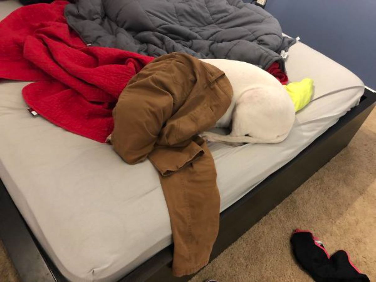 white dog sleeping on a white bed with a brown pair of pants on the head
