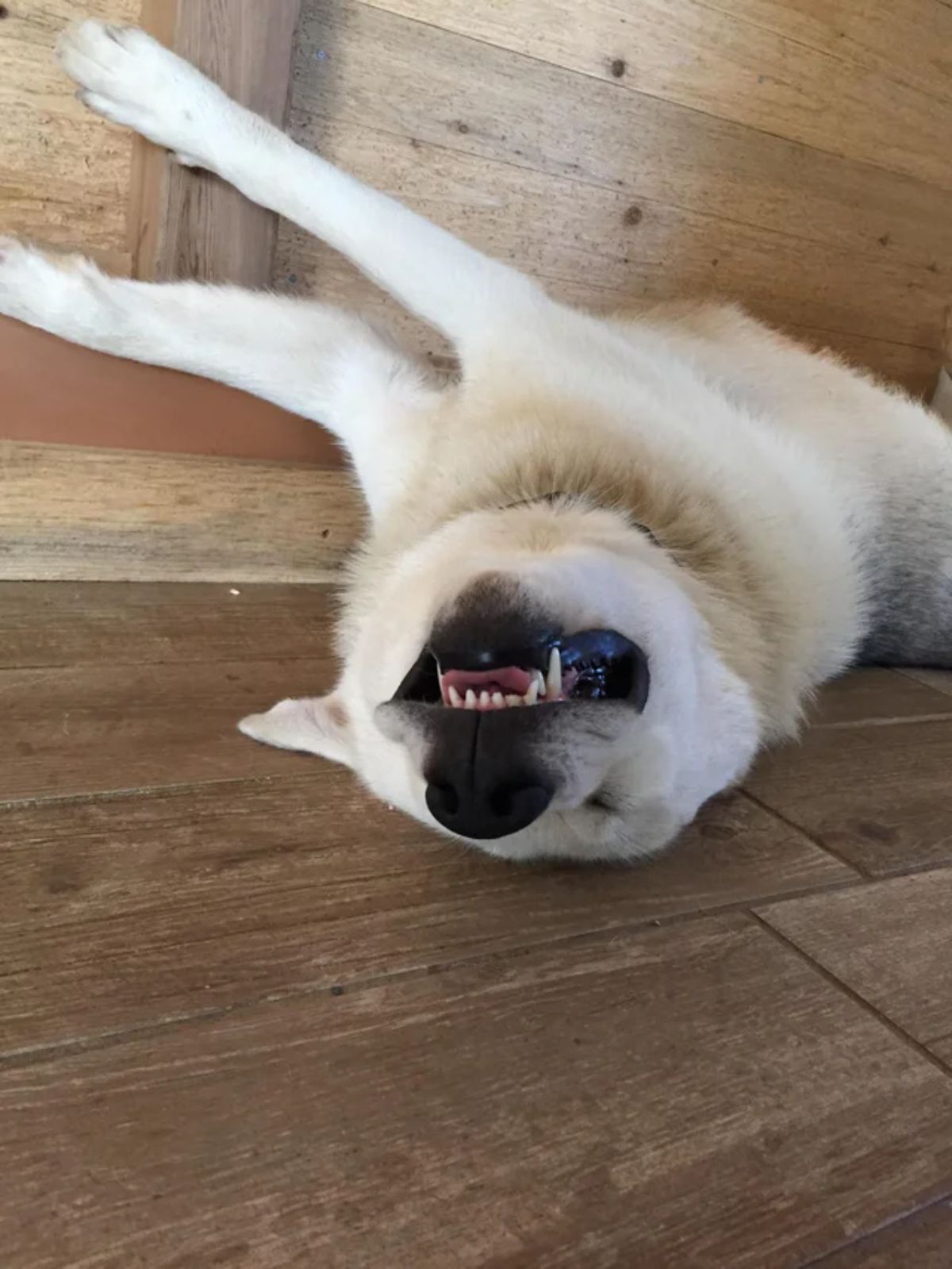 white dog sleeping upside down with the teeth showing