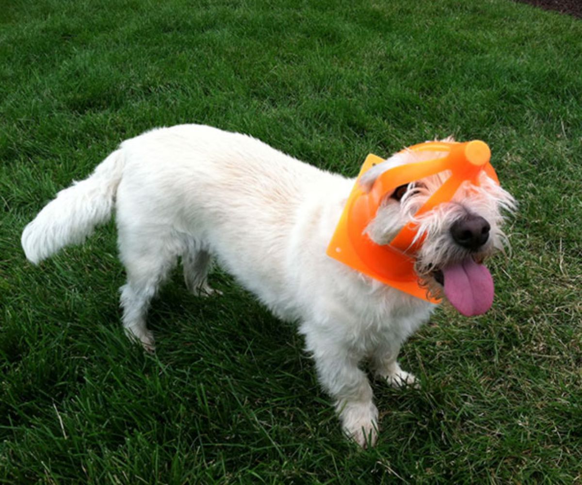 white dog standing on grass with an orange cone toy stuck on the head