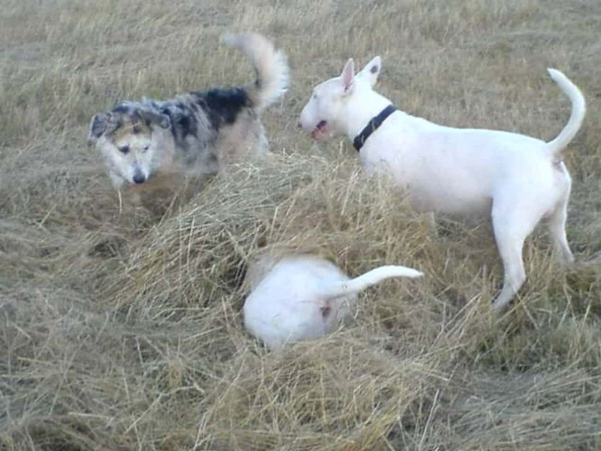 white dog under a pile of hay with only the butt and tail showing with a white dog and black and white dog standing near it