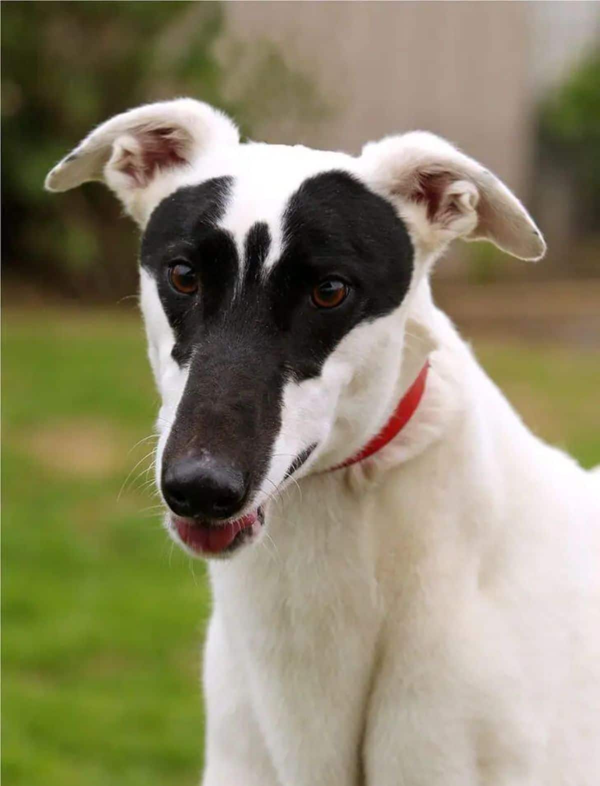 white dog with a black face marking over the eyes and nose that looks like an angel with outstretched wings