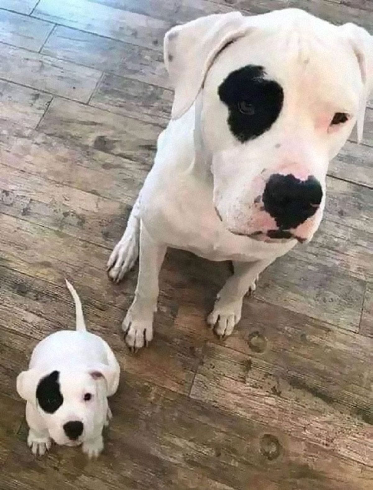 white dog with a black patch on the right eye and a puppy who looks exactly the same
