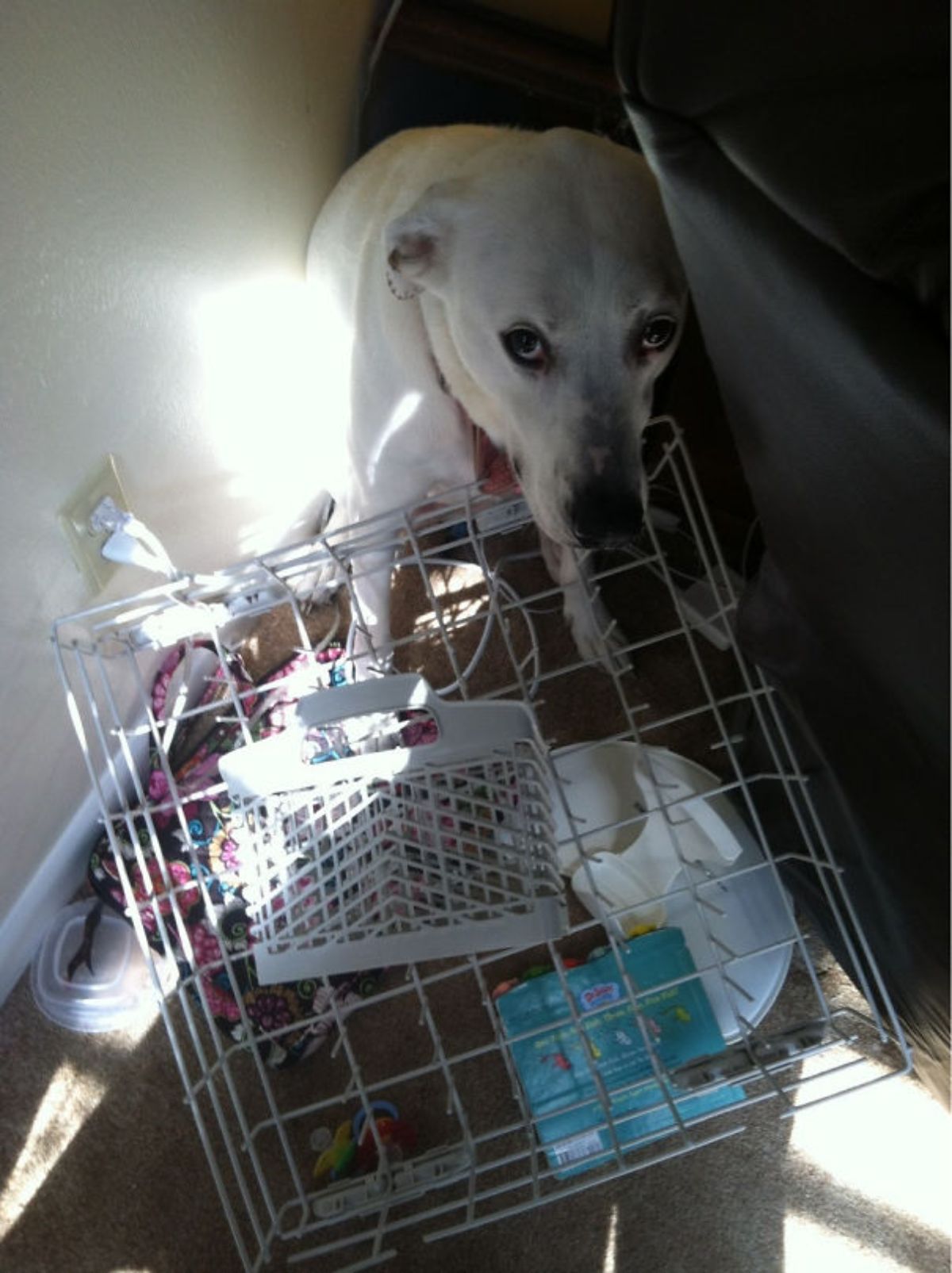 white dog with a white dishwasher rack stuck to the collar