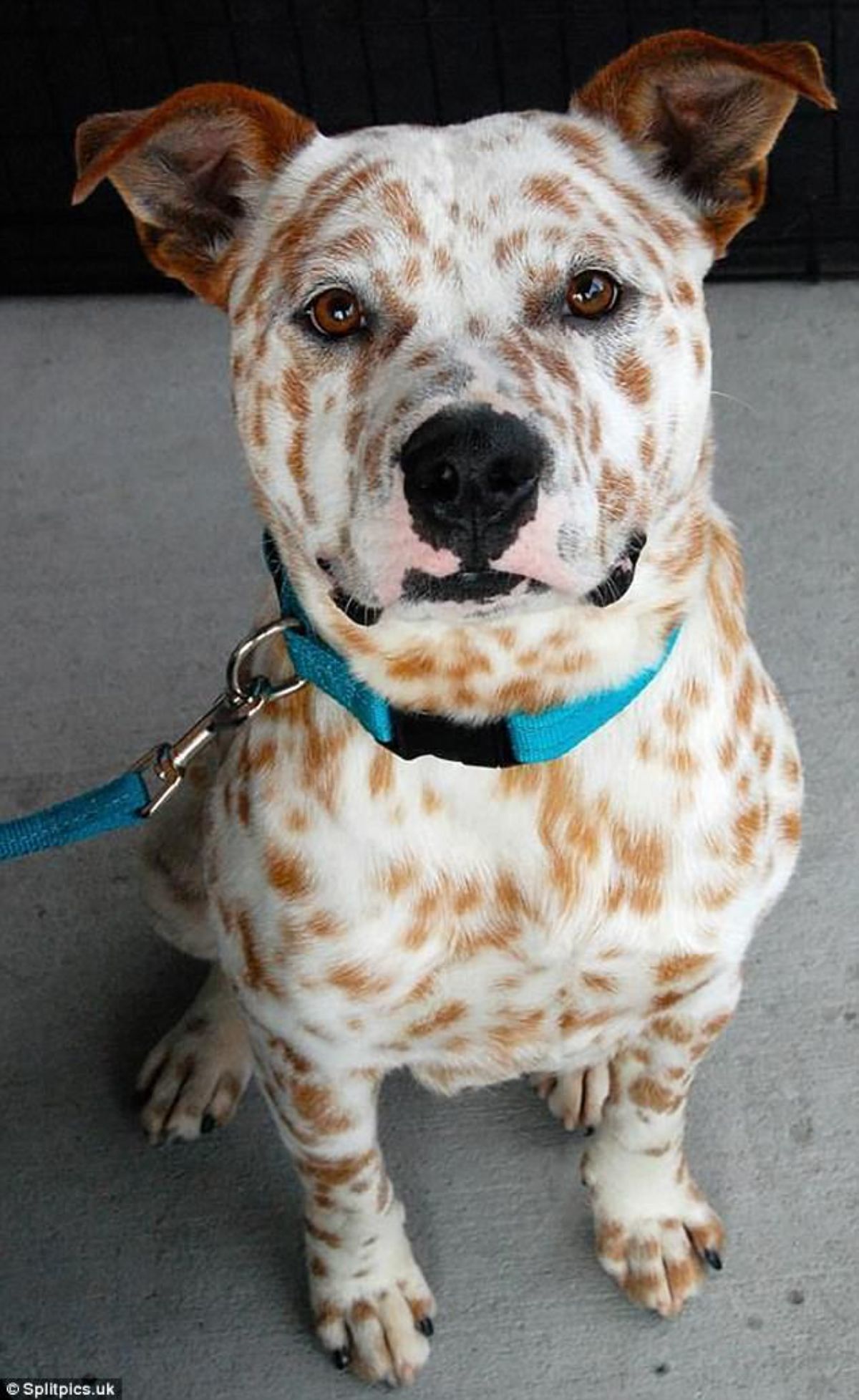 white dog with brown spots all over the body