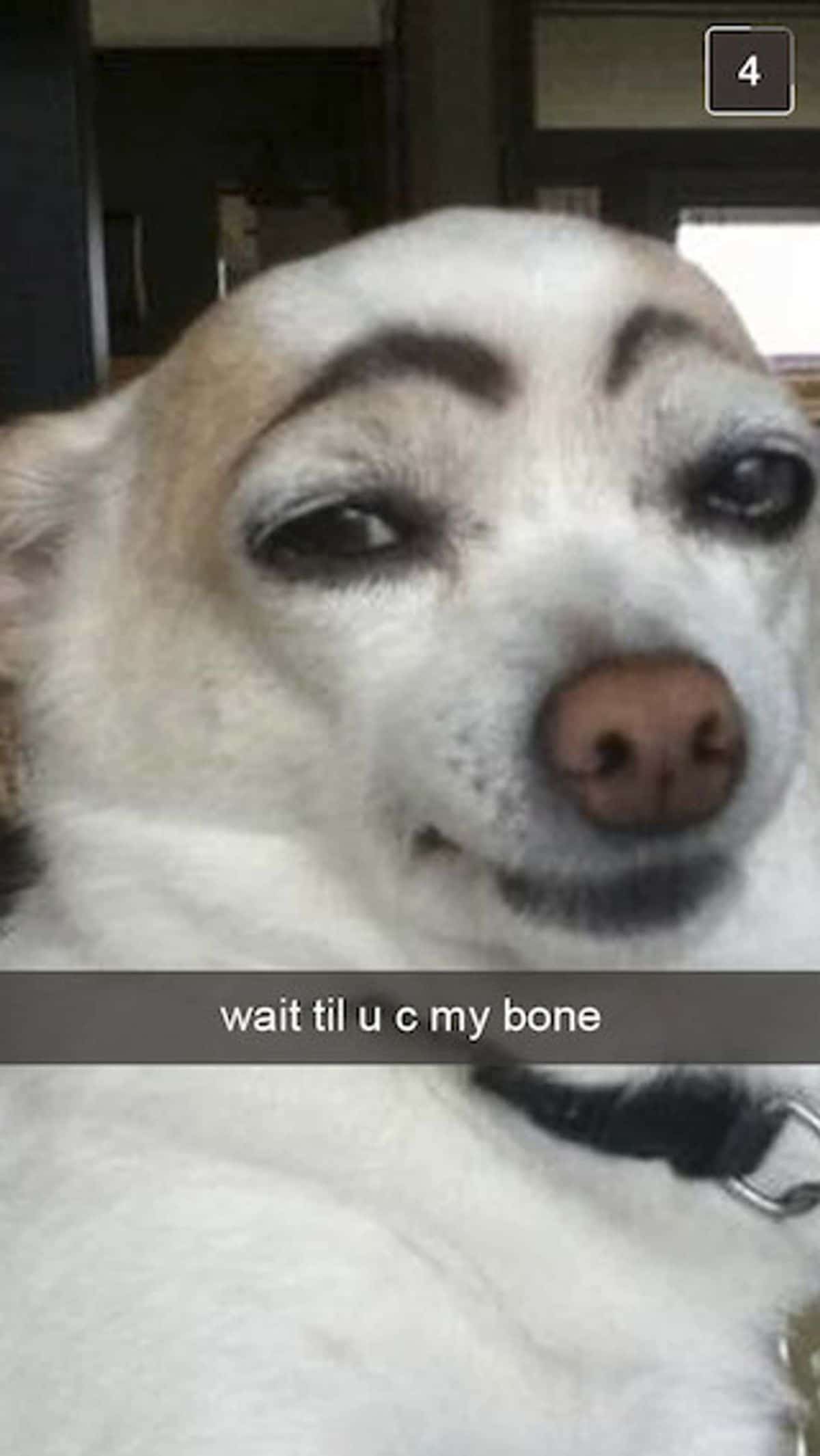 white dog with high black eyebrows drawn over the eyes with the caption wait til u c my bone