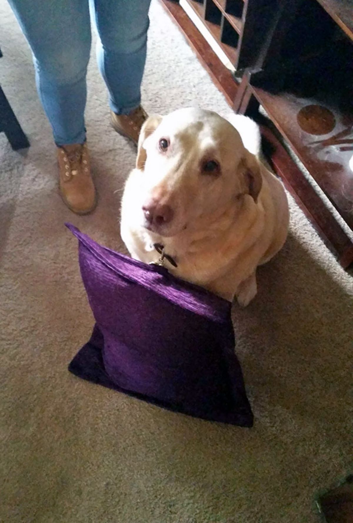 white dog with purple cushion stuck to the collar