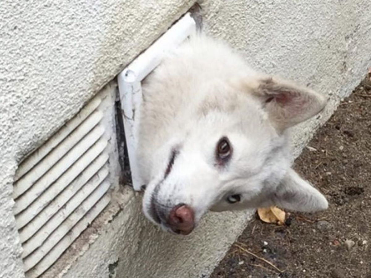 white dog with the head sticking out of a very small square hole in a white wall next to a vent
