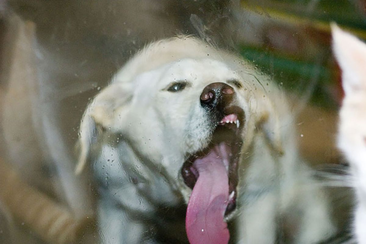 white dog with the mouth wide open and licking a glass