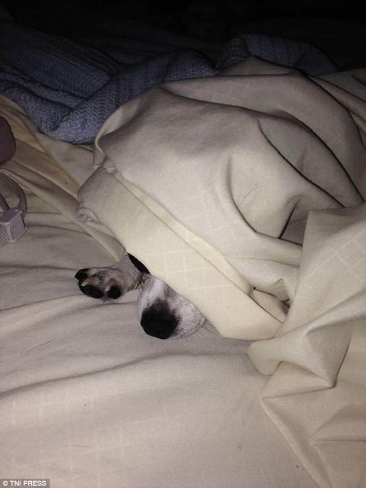 white dog with the nose and one paw showing from under a white blanket on a white bed
