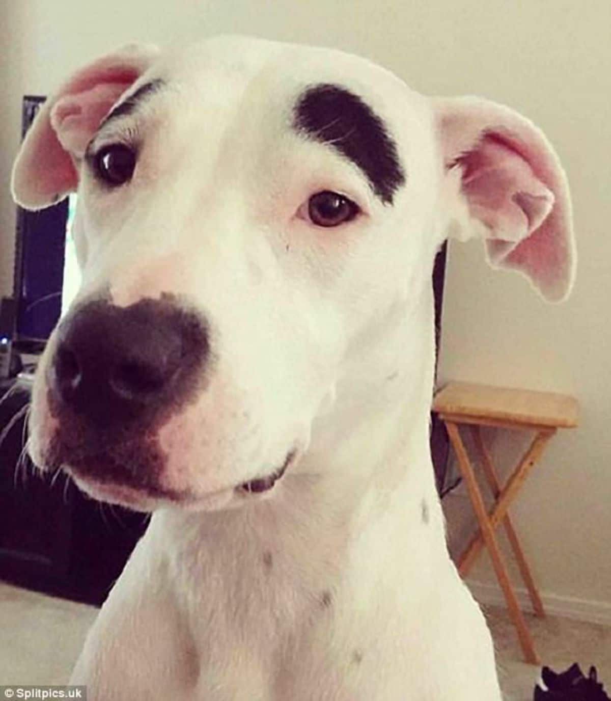 white dog with thick black eyebrows