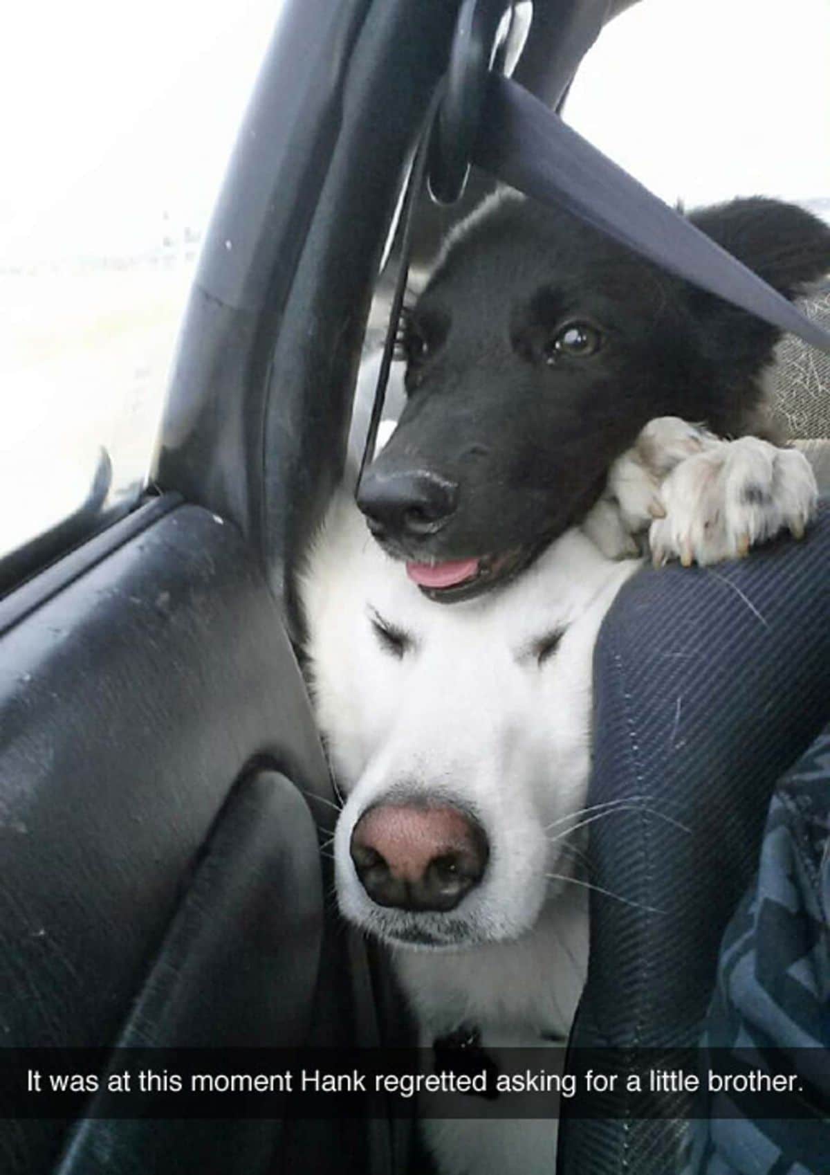 white dog's face between a car seat and door with black and white dog placing head on the dog with the caption It was at this moment Hank regretted asking for a little brother