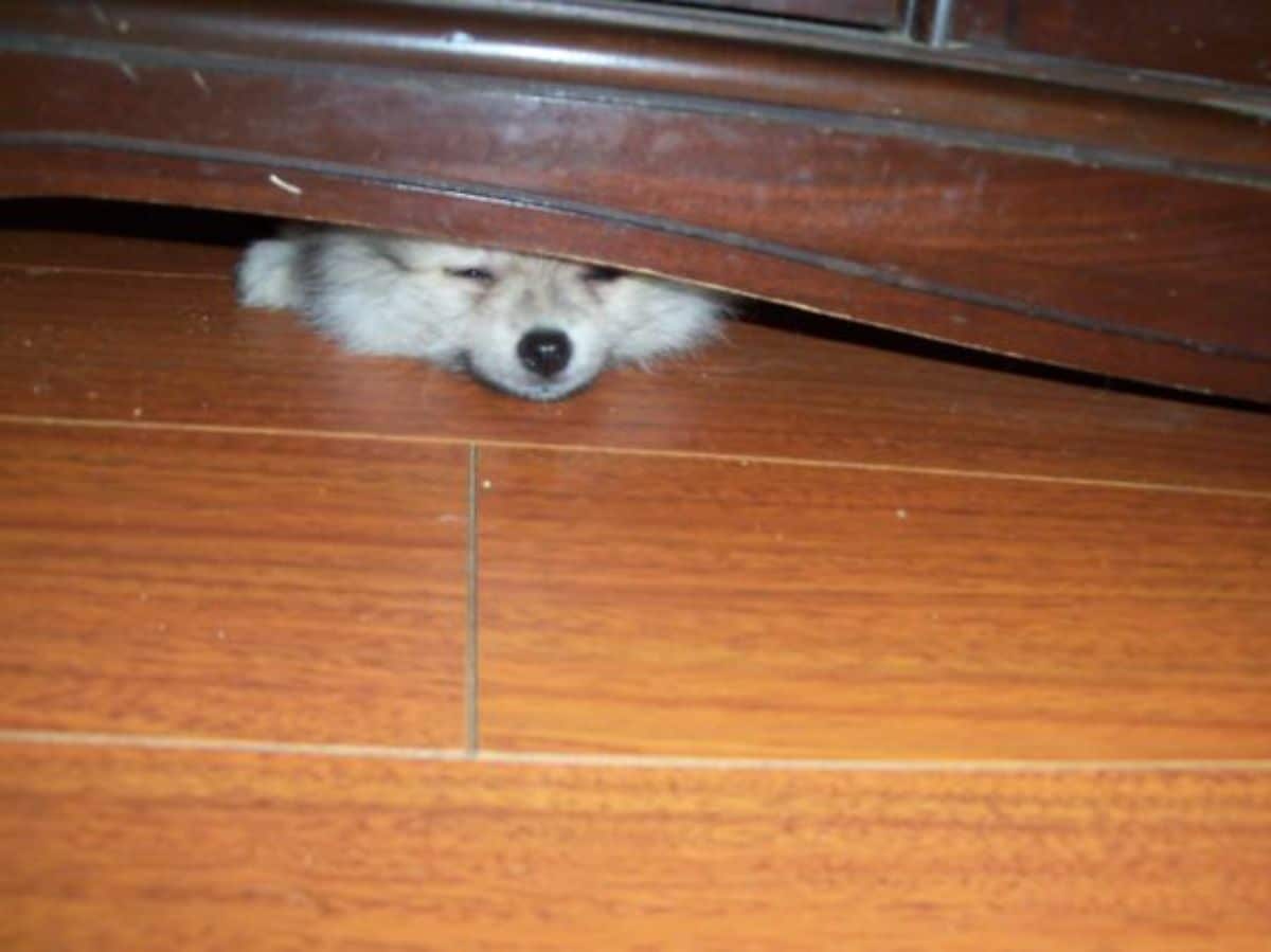white dog's face showing under brown furniture on brown wooden floors