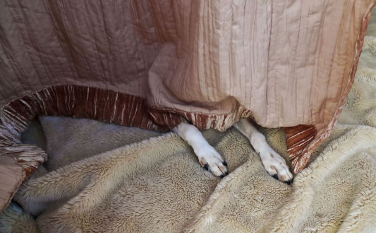 white dog's front legs showing from under a brown curtain and the paws are on a brown blanket on the floor